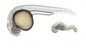 U.Va. scientists Bernard and Chris Thisse have created a zebrafish embryo by instructing stem cells.