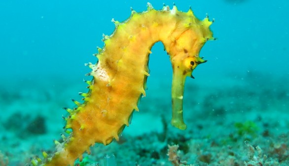 A Study on Seahorses and Pipefishes Reveals Factors Driving Marine Genetic Diversity