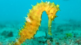 A Study on Seahorses and Pipefishes Reveals Factors Driving Marine Genetic Diversity