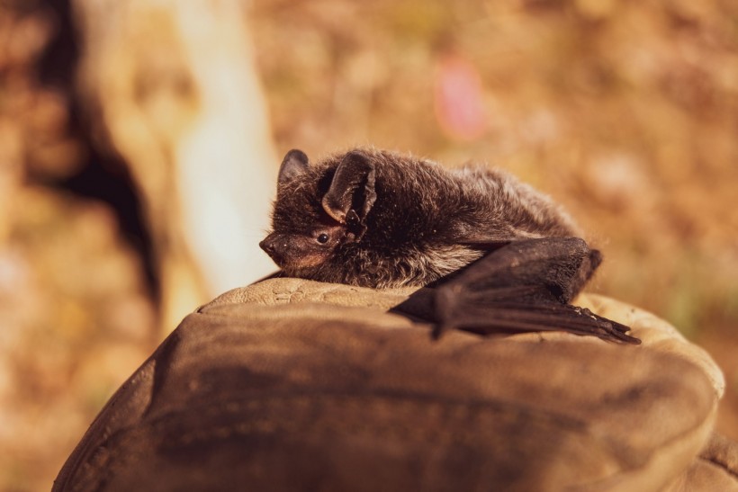 Flying Mammals: Why Bats are Among Evolution’s Great Enigmas