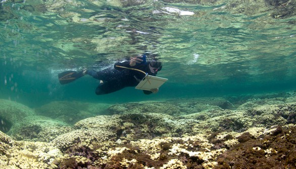 Corals That Are Heat Resistant Have Been Successfully Developed by Scientists to Combat Coral Bleaching