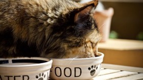 Tips To Keeping Your Pet's Diet As Natural As Possible