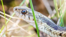 The Friendship and Personality of Snakes