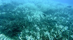 New Study Says Many Climatic Factors Caused 2016 Coral Death and Bleaching
