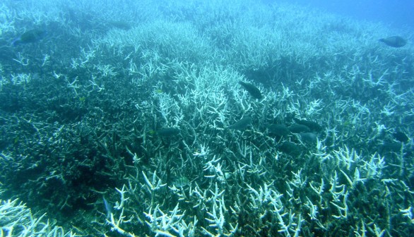 New Study Says Many Climatic Factors Caused 2016 Coral Death and Bleaching