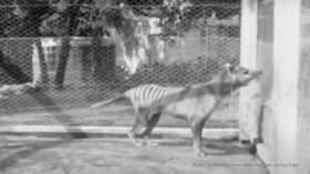Last Tasmanian Tiger Footage