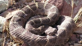 Arizona Black Rattlesnake