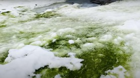 Green ice in Antarctica