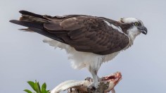 Found: Microplastics in Florida’s Birds of Prey 