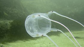 Box jellyfish 