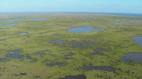 Mississippi Delta Marshes May Soon Be Gone Due to Climate Change 