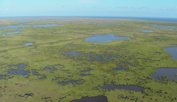 Mississippi Delta Marshes May Soon Be Gone Due to Climate Change 