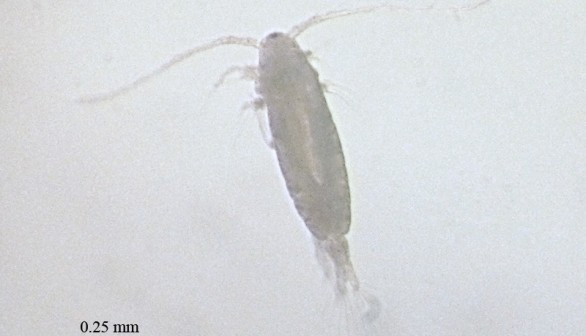Mechanisms for Propelling Ocean Copepod Plankton Studied on High-Speed Camera
