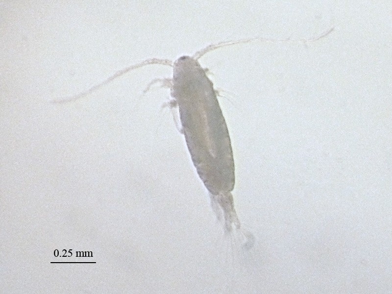 Mechanisms for Propelling Ocean Copepod Plankton Studied on High-Speed Camera