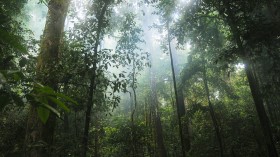 Tropical Forests Can Tolerate a Warmer Planet Upon Climate Change, but Only Within Limits