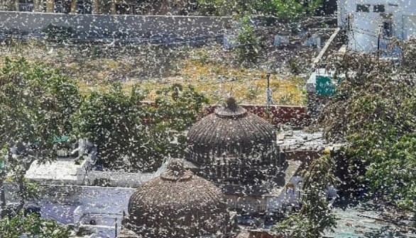 Locust invasion in India