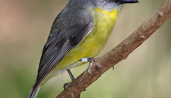 Eastern Yellow Robin