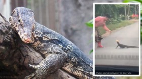 Viral video shows brave man luring monitor lizard away