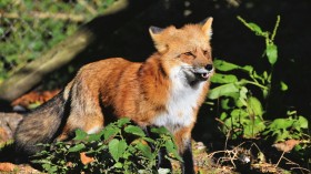 Children Gets Bitten by Fox Tested Positive for Rabies 