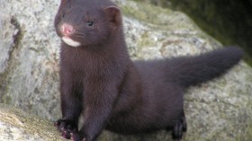 WHO : Dutch Mink Workers infected with Coronavirus is the first case of animals-human transmission