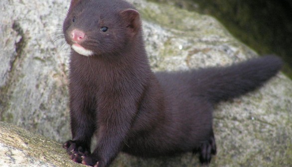 WHO : Dutch Mink Workers infected with Coronavirus is the first case of animals-human transmission