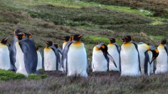 New Study Discovers High Laughing Gas Content in King Penguins in the Antarctic