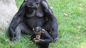 Study Found that Female Chimpanzees Also Contribute to Territory Protection