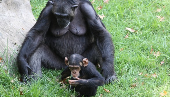 Study Found that Female Chimpanzees Also Contribute to Territory Protection