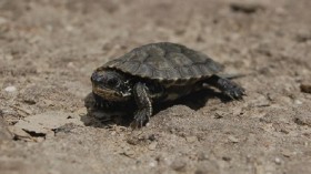 Young Mauremys rivulata.