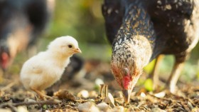 Essential Items You Need If You Want To Breed Chickens