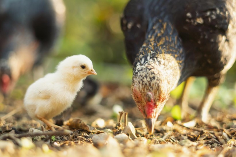 Essential Items You Need If You Want To Breed Chickens