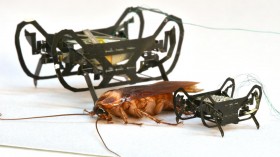Next-generation Cockroach-inspired Robot is Small But Mighty