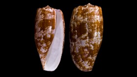 Venomous sea snail