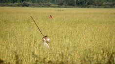 Climate Change and Other Factors Threaten Ojibwe Tribe Wild Rice Traditions