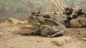 Sonoran Desert “The Toad” Venom: Why would Anyone Take  It? 