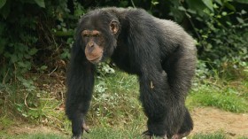 Common Chimpanzee 