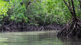 Mangroves may be Outpaced by Rising Seas Levels by 2050 Due to Greenhouse Gas Emissions and Human Activities