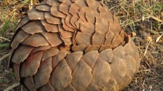 China Removes Pangolin Scales from Traditional Medicine List