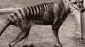 Tasmanian tiger 