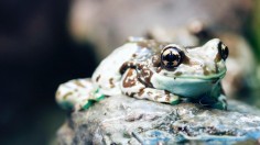 Nature World News - Spotted-Thighed Frog (Litoria cyclorhyncha)