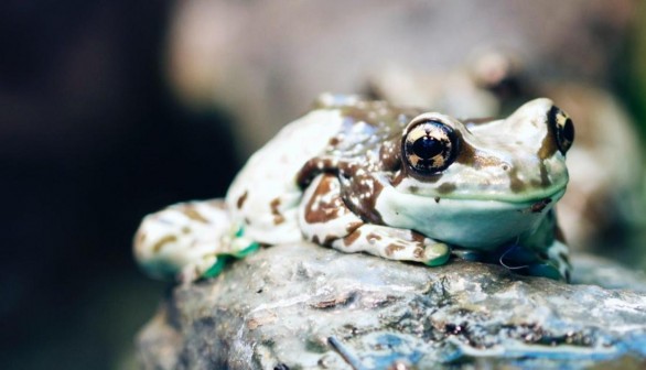 Nature World News - Spotted-Thighed Frog (Litoria cyclorhyncha)