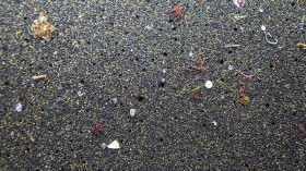 Nature World News - Microplastics falling from the sky