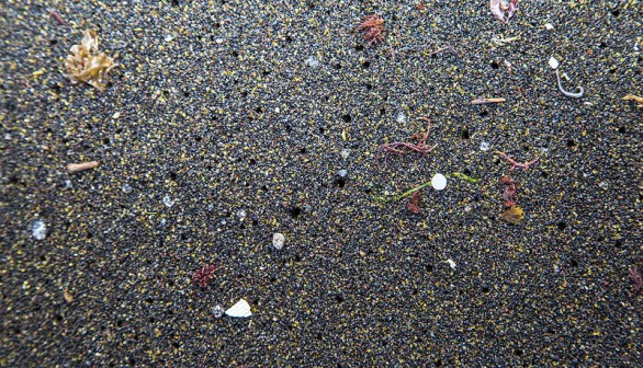 Nature World News - Microplastics falling from the sky