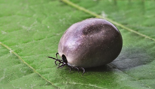 The Tick App Helps You Avoid Infestation by Ticks and Lyme Disease