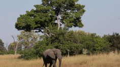 More than 150 Elephants Died Mysteriously in Botswana 