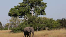 More than 150 Elephants Died Mysteriously in Botswana 