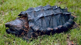 alligator snapping turtle