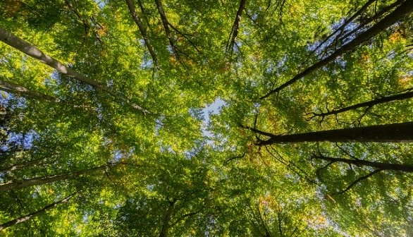 Philadelphia Study Links Tree Canopy Growth to Lowering Human Mortality