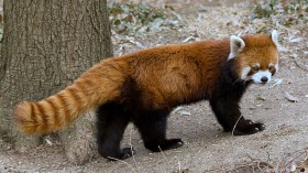 Red panda 