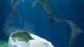 New Study Says Mystery Fossil Egg Could Have Been Laid by a Giant Sea Reptile